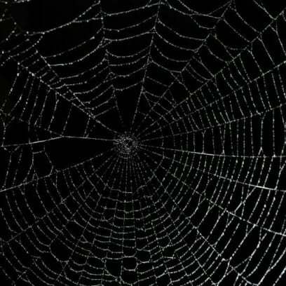 Spider Web Background 14 812x540